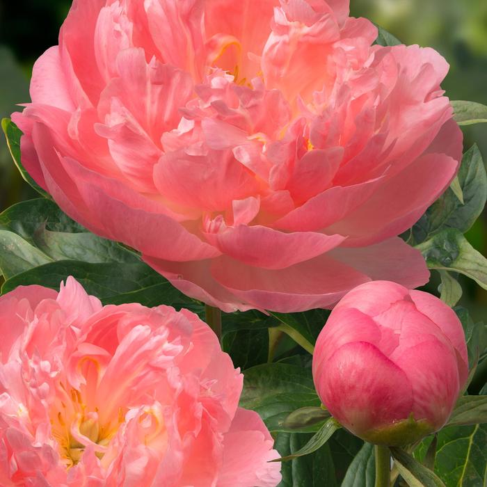 'Pink Hawaiian Coral' Peony - Paeonia lactiflora from Milmont Greenhouses
