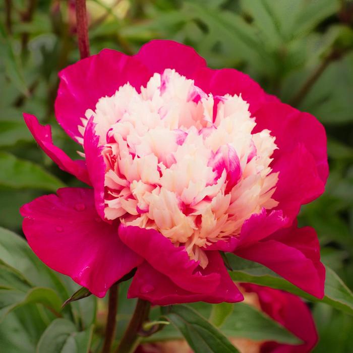 'White Cap' Peony - Paeonia lactiflora from Milmont Greenhouses
