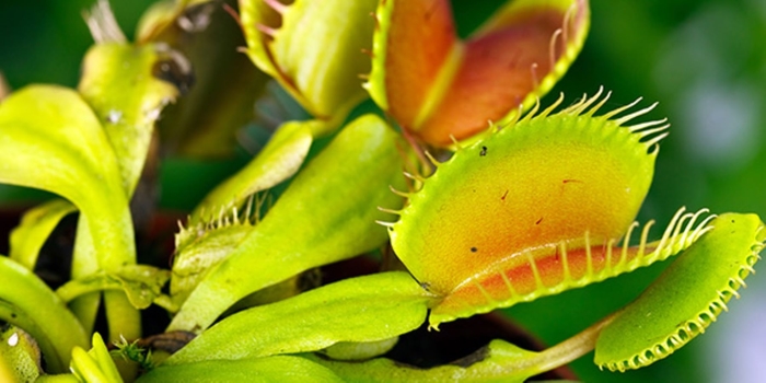 Venus Fly Trap - Dionaea muscipula from Milmont Greenhouses