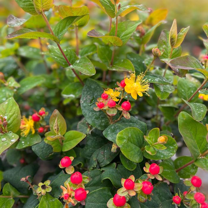 FloralBerry® 'Rose' - Hypericum x inodorum from Milmont Greenhouses