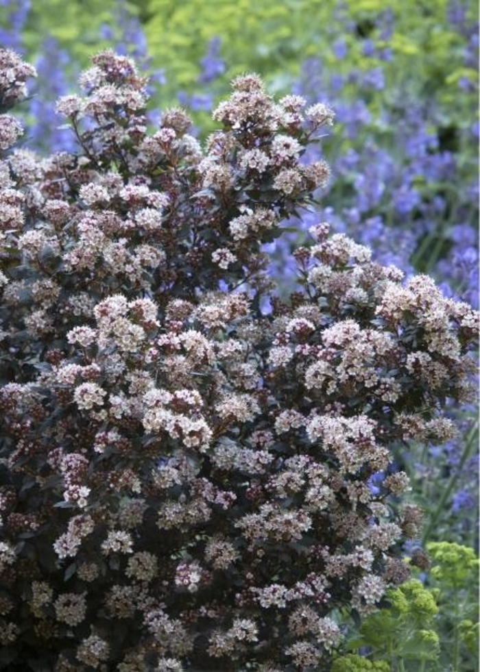 'Little Joker®' Ninebark - Physocarpus opulifolius from Milmont Greenhouses 'Little Joker®' Ninebark - Physocarpus opulifolius from Milmont Greenhouses