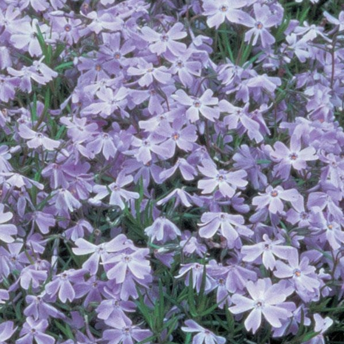 Oakington Blue Eyes Creeping Phlox - Phlox subulata 'Oakington Blue Eyes' (Creeping Phlox) from Milmont Greenhouses