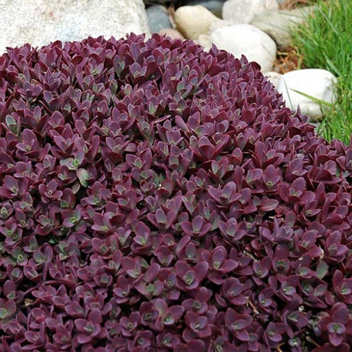 Sunsparkler® Firecracker - Sedum 'Firecracker' PP26595 (Stonecrop) from Milmont Greenhouses