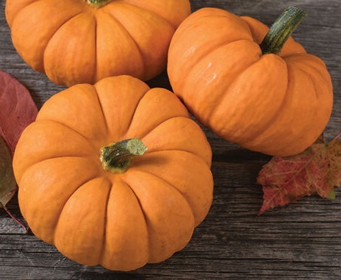 Cucurbita pepo 'Jack Be Little' (Pumpkin) Jack Be Little Pumpkin