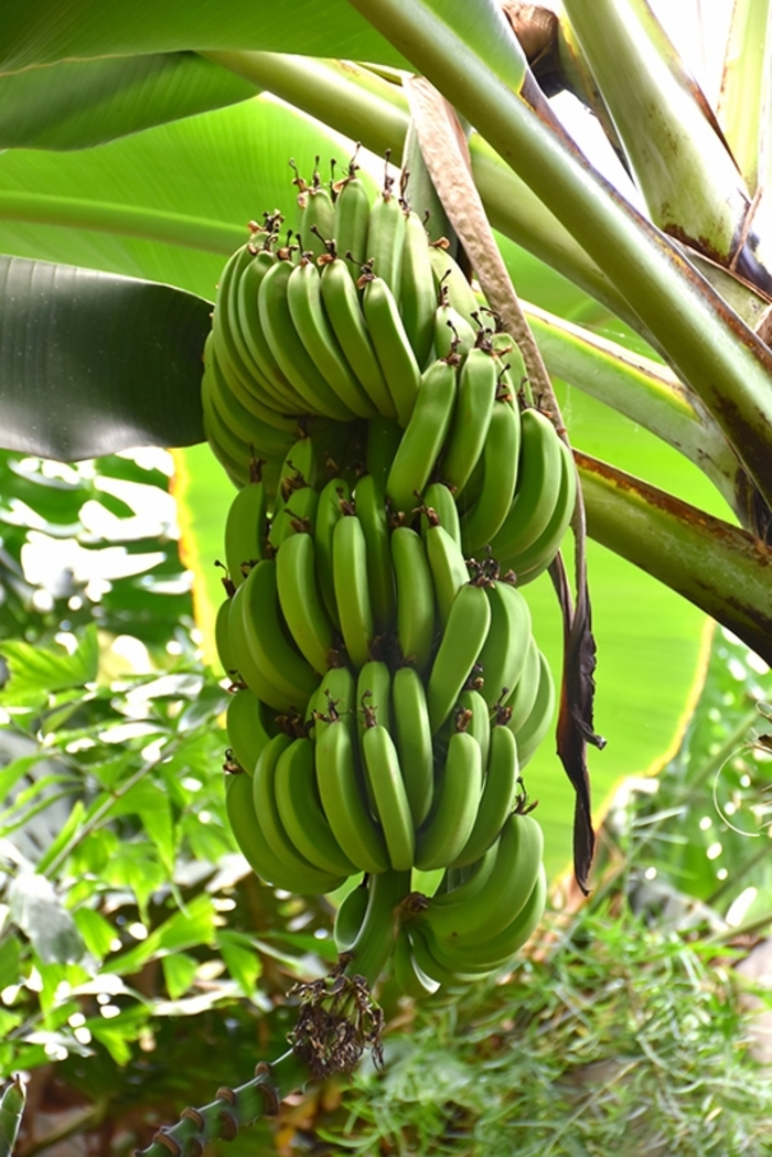 'Dwarf Cavendish' Dwarf Banana - Musa from Milmont Greenhouses
