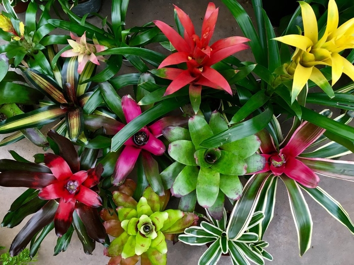 Assorted Bromeliad - Aechmea (Assorted Bromeliad) from Milmont Greenhouses