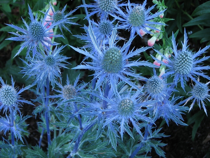 Blue Hobbit Blue Sea Holly - Eryngium planum 'Blue Hobbit' (Blue Sea Holly) from Milmont Greenhouses
