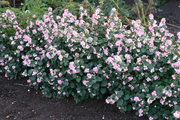 'Pinky Promise&trade;' Coral Berry - Symphoricarpos x doorenbosii from Milmont Greenhouses