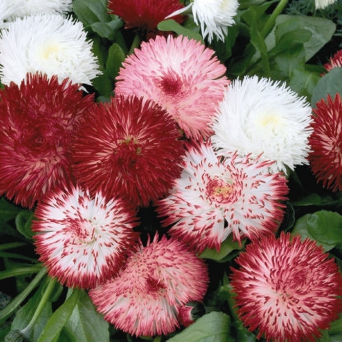 Habanera Mix Quilled English Daisy - Bellis perennis 'Habanera Mix' (Quilled English Daisy) from Milmont Greenhouses