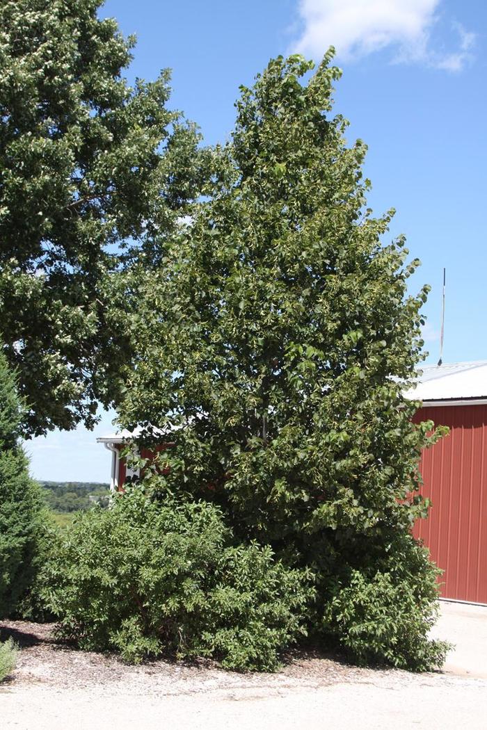'Sweet Street™' Linden - Tilia americana from Milmont Greenhouses