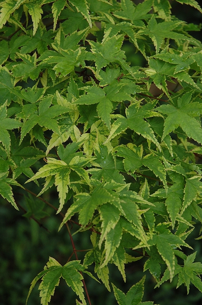 'Sagara Nishiki' Japanese Maple - Acer palmatum from Milmont Greenhouses