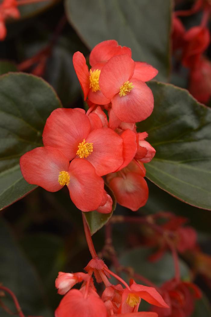 Angel Wing Begonia - Begonia coccinea from Milmont Greenhouses Angel Wing Begonia - Begonia coccinea from Milmont Greenhouses