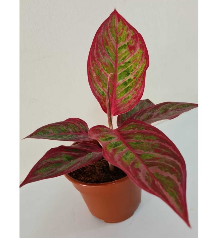 'Queen Of Siam' Chinese Evergreen - Aglaonema from Milmont Greenhouses