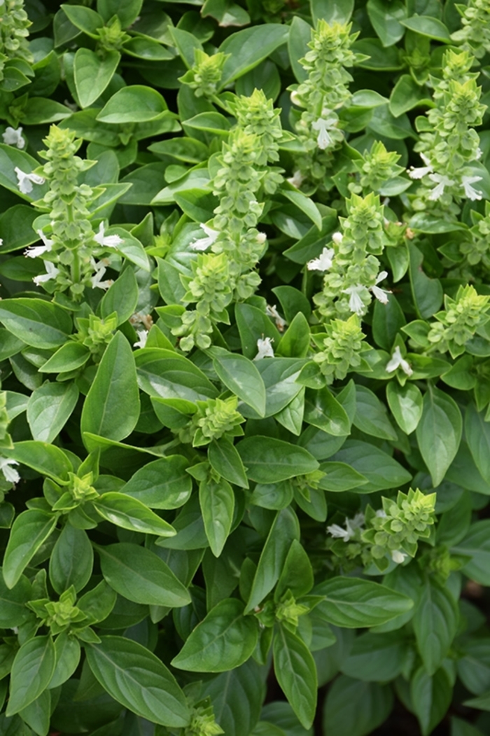 Spicy Globe Basil - Ocimum basilicum 'Spicy Globe' (Basil) from Milmont Greenhouses