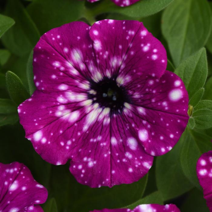 Headliner&trade; Electric Purple Sky - Petunia from Milmont Greenhouses