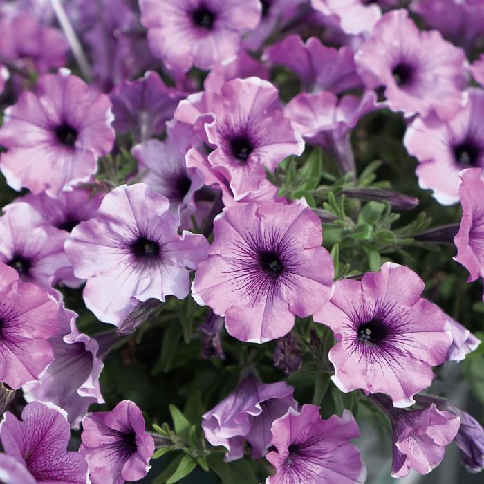 Headliner&trade; Lavender Picotee - Petunia from Milmont Greenhouses