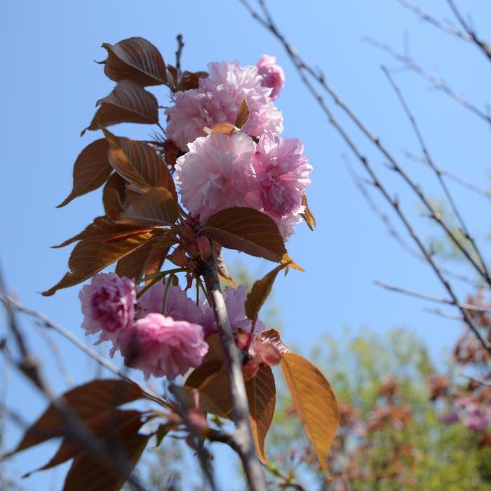 ''Kwanzan'' Flowering Cherry - Prunus serrulata from Milmont Greenhouses