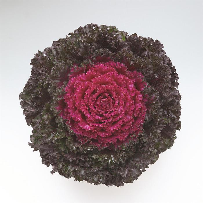 'Crystal Deep Red' Flowering Kale - Brassica oleracea from Milmont Greenhouses