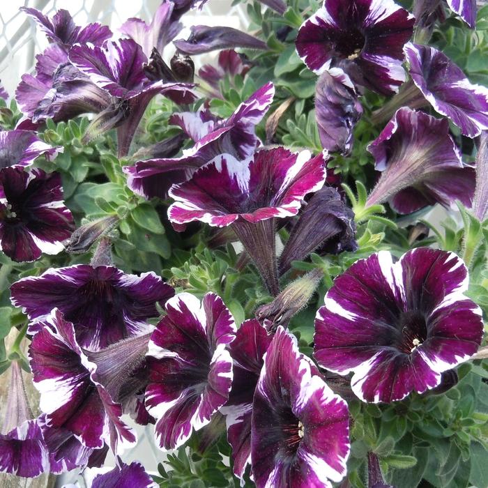 Sweetunia&reg; 'Miss Marvelous' - Petunia from Milmont Greenhouses