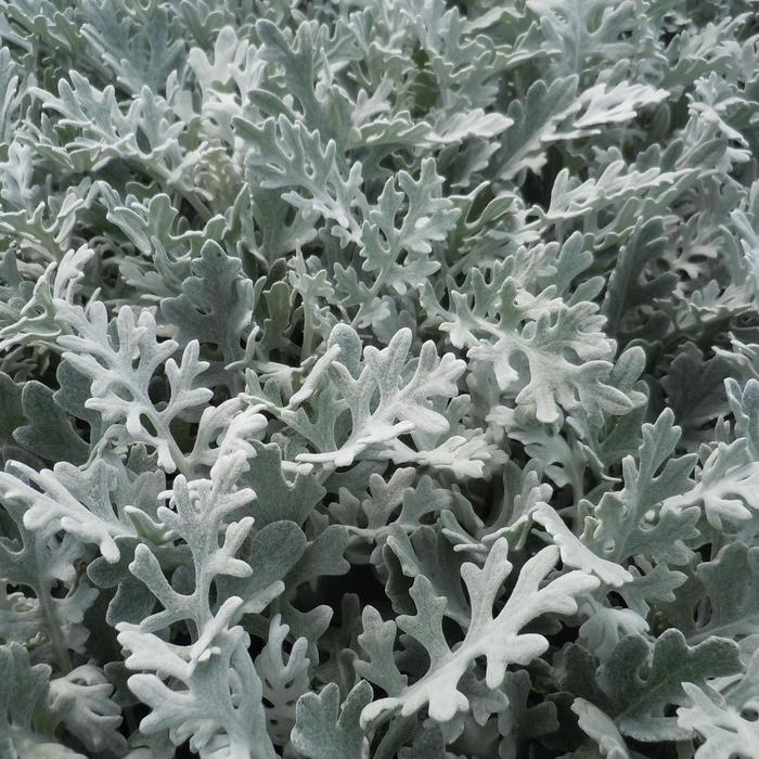 'Silver Dust' Dusty Miller - Senecio cineraria from Milmont Greenhouses