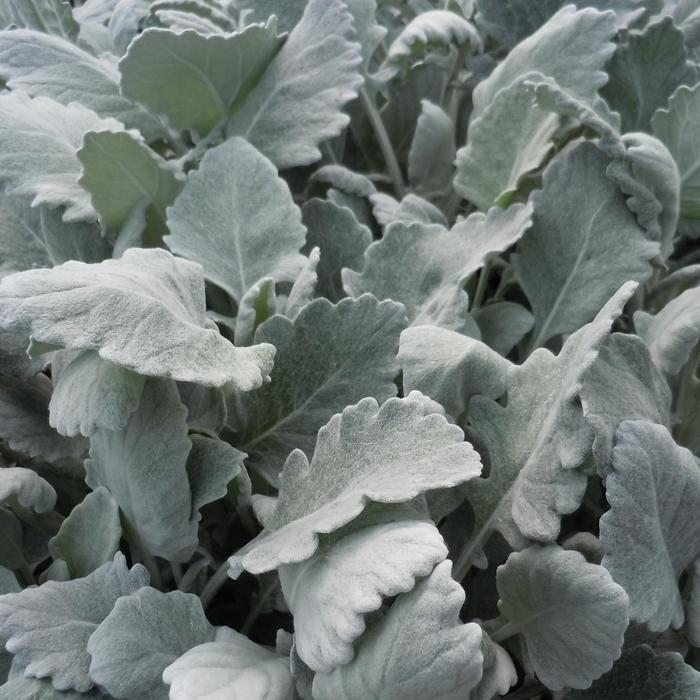 'New Look®' Dusty Miller - Senecio cineraria from Milmont Greenhouses 'New Look®' Dusty Miller - Senecio cineraria from Milmont Greenhouses