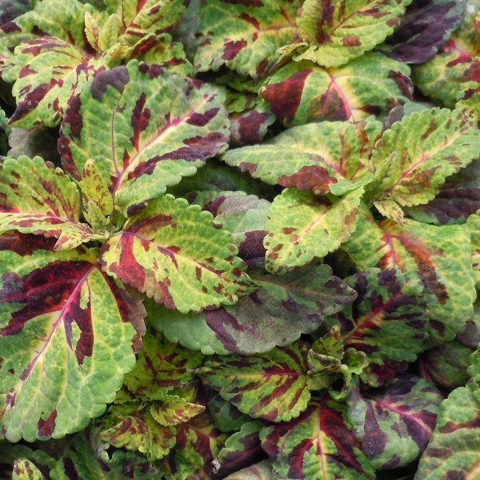 Wizard® 'Mosaic' - coleus from Milmont Greenhouses Wizard® 'Mosaic' - coleus from Milmont Greenhouses