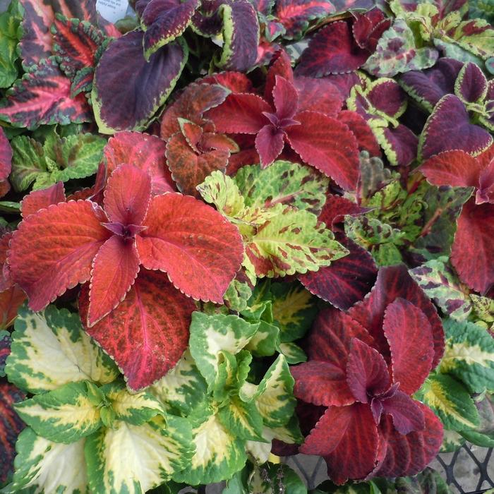 Wizard® 'Mix' - coleus from Milmont Greenhouses