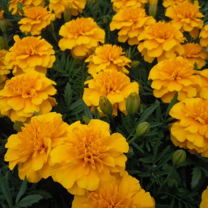 Bonanza 'Gold' - Tagetes patula (French Marigold) from Milmont Greenhouses