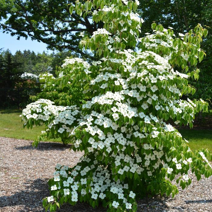 'Milky Way' Dogwood - Cornus kousa from Milmont Greenhouses