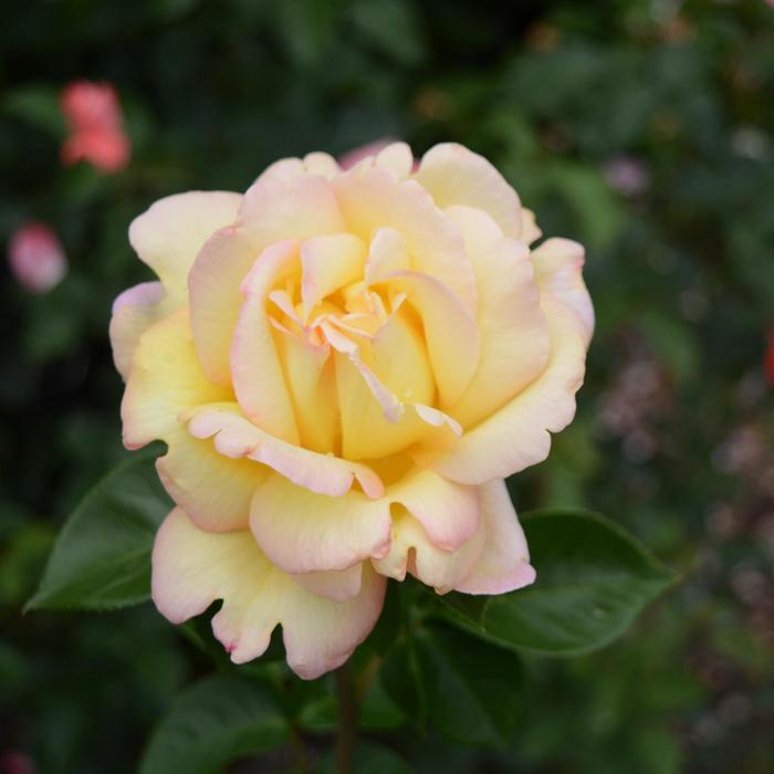 'Peace' Rose - Rosa from Milmont Greenhouses