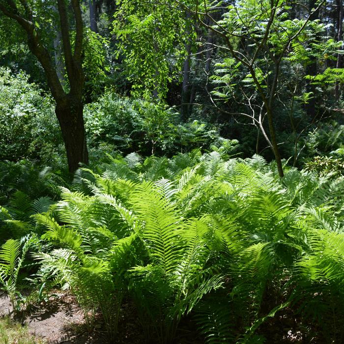 Fern-Ostrich - Matteuccia struthiopteris from Milmont Greenhouses