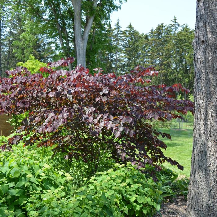 'Forest Pansy' Redbud - Cercis canadensis from Milmont Greenhouses 'Forest Pansy' Redbud - Cercis canadensis from Milmont Greenhouses