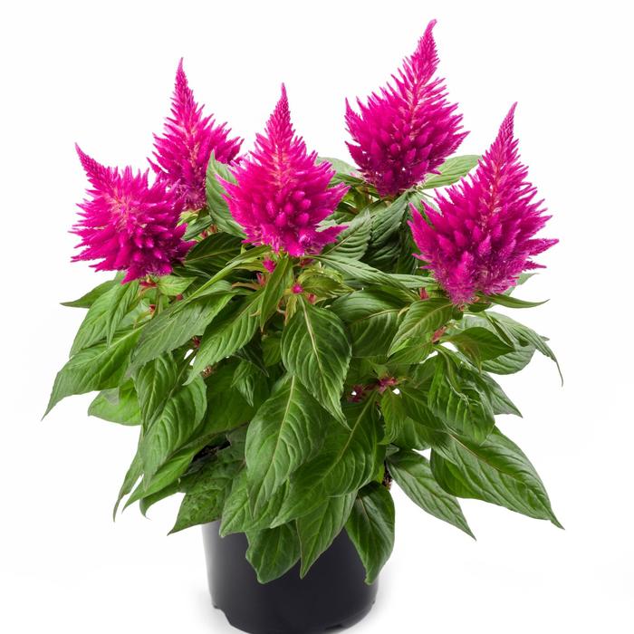 Kelos® Fire Pink - Celosia spicata (Cockscomb) from Milmont Greenhouses