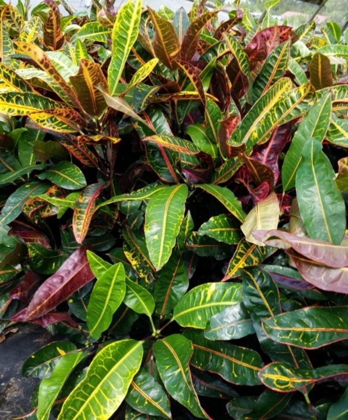 'Congo' Croton - Codiaeum variegatum from Milmont Greenhouses 'Congo' Croton - Codiaeum variegatum from Milmont Greenhouses