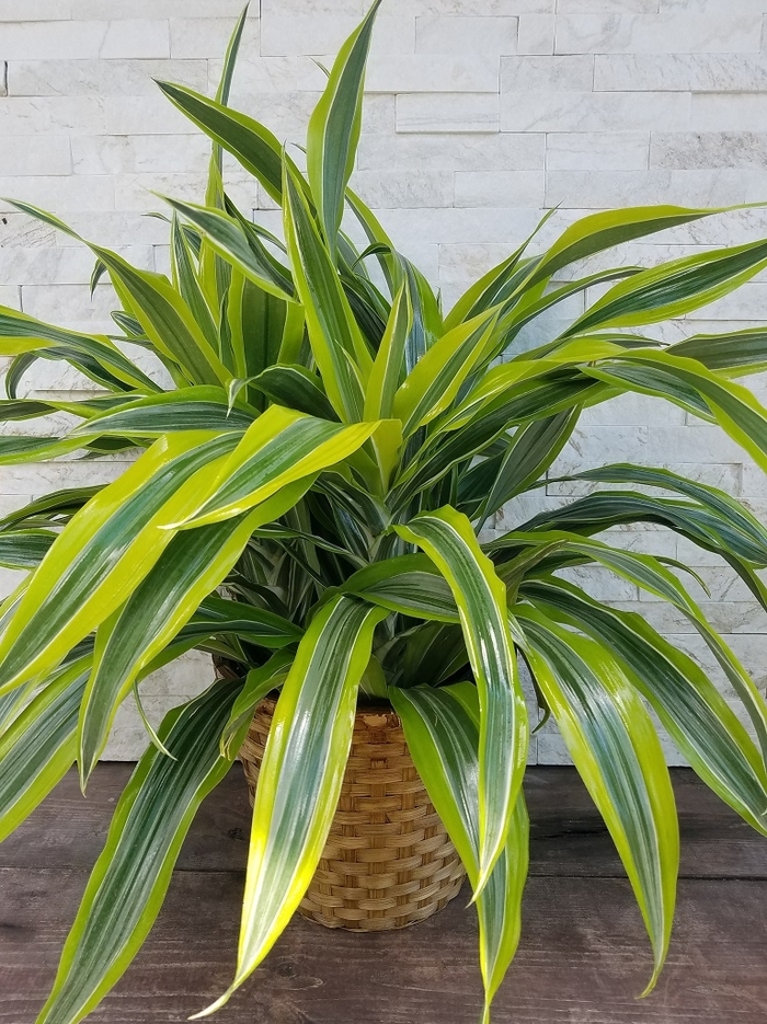 'Lemon Lime' Striped Dracaena - Dracaena deremensis from Milmont Greenhouses 'Lemon Lime' Striped Dracaena - Dracaena deremensis from Milmont Greenhouses