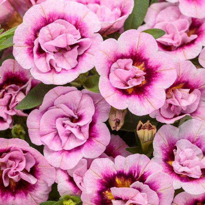 Superbells® 'Double Smitten Pink™' - Calibrachoa from Milmont Greenhouses