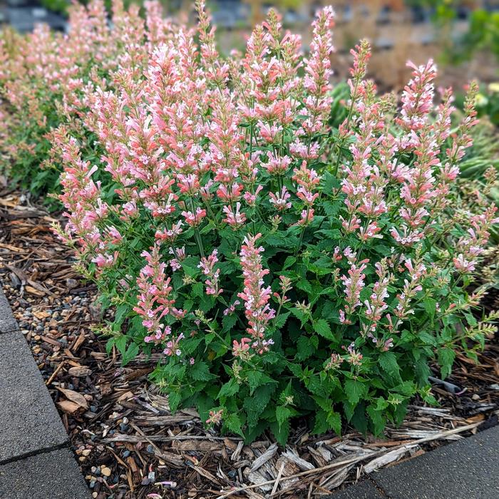 'Pink Pearl' Anise Hyssop - Agastache from Milmont Greenhouses