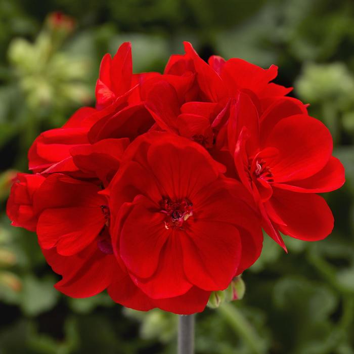 Calliope® Medium Bright Scarlet Dark Leaf - Pelargonium (Interspecific Geranium) from Milmont Greenhouses