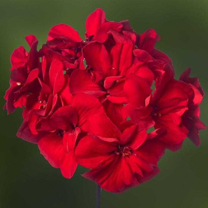 Mojo&trade; Dark Red Improved - Pelargonium (Interspecific Geranium) from Milmont Greenhouses
