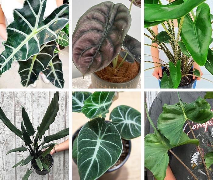 'Multiple Varieties' Elephant Ears - Alocasia from Milmont Greenhouses