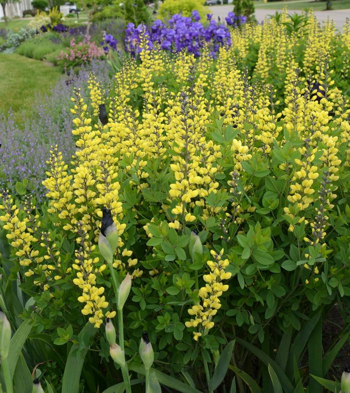 Decadence&reg; 'Lemon Meringue' - Baptisia (False Indigo) from Milmont Greenhouses