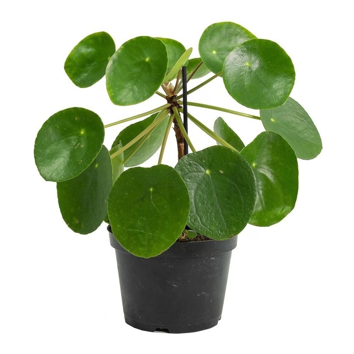 Chinese Money Plant - Pilea peperomioides from Milmont Greenhouses