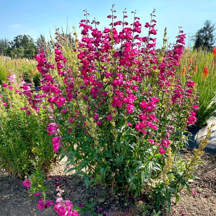 'Parade of Parrots' Beardtongue - Penstemon from Milmont Greenhouses