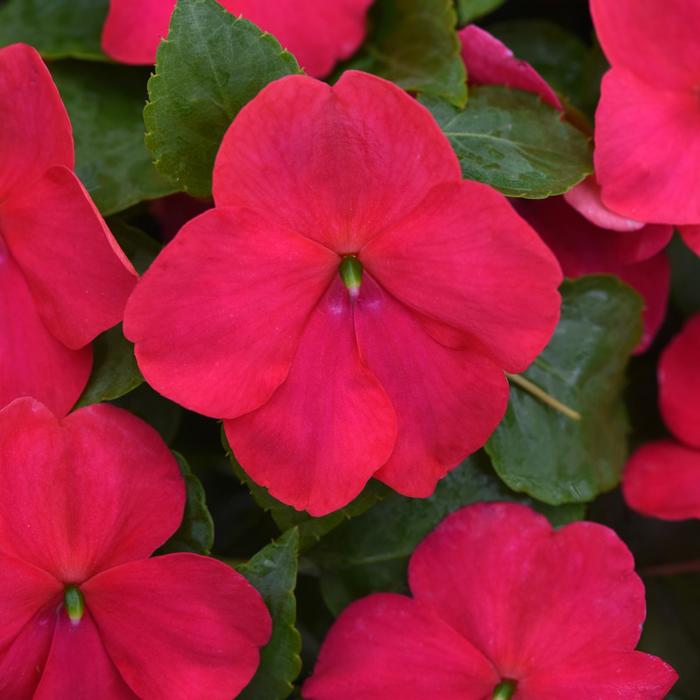 Beacon® Lipstick - Impatiens walleriana from Milmont Greenhouses
