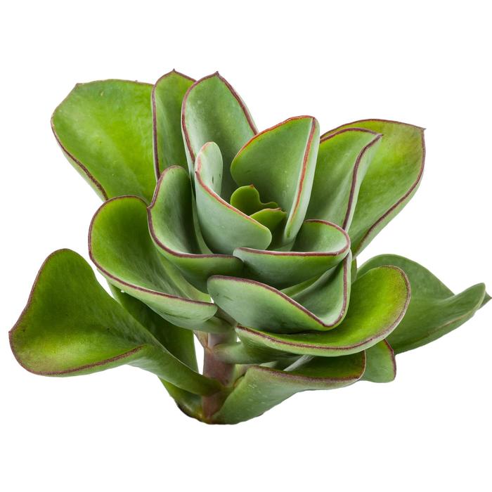 Chalk Fingers - Cotyledon orbiculata from Milmont Greenhouses Chalk Fingers - Cotyledon orbiculata from Milmont Greenhouses