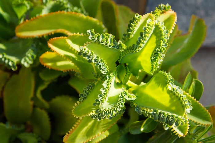 Mother of Thousands - Bryophyllum daigremontianum from Milmont Greenhouses Mother of Thousands - Bryophyllum daigremontianum from Milmont Greenhouses