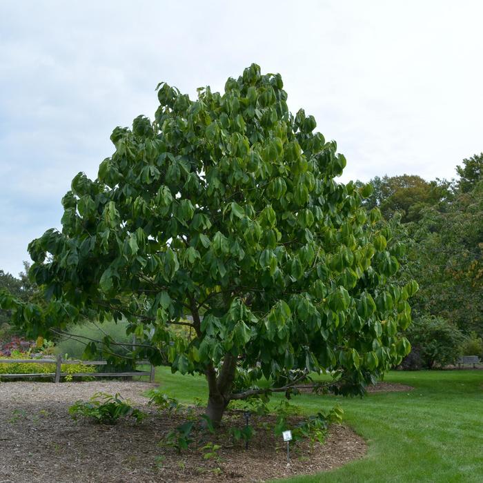 Paw Paw Tree - Asimina triloba from Milmont Greenhouses Paw Paw Tree - Asimina triloba from Milmont Greenhouses