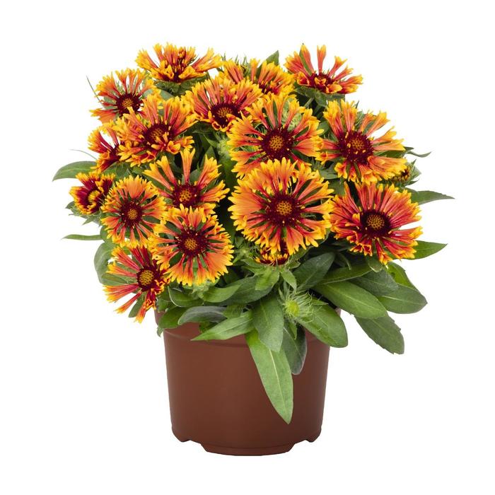 SpinTop&trade; 'Mariach Copper Sun' - Gaillardia aristata (Blanket Flower) from Milmont Greenhouses