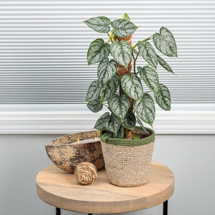 Silver-leaf Philodendron - Philodendron brandtianum from Milmont Greenhouses Silver-leaf Philodendron - Philodendron brandtianum from Milmont Greenhouses