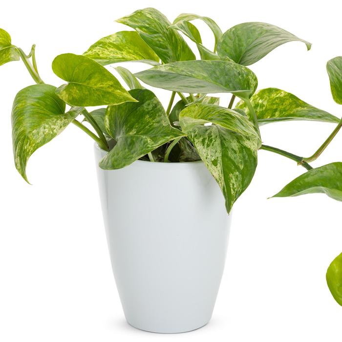 'Marble Queen' Pothos - Epipremnum aureum from Milmont Greenhouses